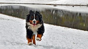 A vibrant dog park bathed in sunlight features abundant greenery with mature trees, offering ample shade for leisurely outdoor activities. In the distance is a well-equipped playground that presents an additional activity area. An inviting picnic table spreads out nearby, ideal for enjoying meals al fresco or taking relaxing breaks from play. A neatly-placed trash bin aids in maintaining the park's cleanliness for everyone's enjoyment. Dominating the scene is a generously wide dirt path gracefully curving through the expanse of grass, promising exploratory walks and lively fetch games.