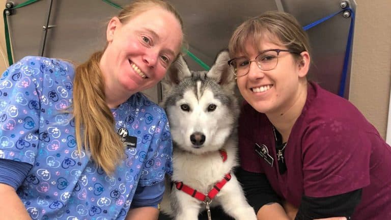 Diablo View Veterinary Hospital