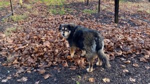 A vibrant dog park bathed in sunlight features abundant greenery with mature trees, offering ample shade for leisurely outdoor activities. In the distance is a well-equipped playground that presents an additional activity area. An inviting picnic table spreads out nearby, ideal for enjoying meals al fresco or taking relaxing breaks from play. A neatly-placed trash bin aids in maintaining the park's cleanliness for everyone's enjoyment. Dominating the scene is a generously wide dirt path gracefully curving through the expanse of grass, promising exploratory walks and lively fetch games.