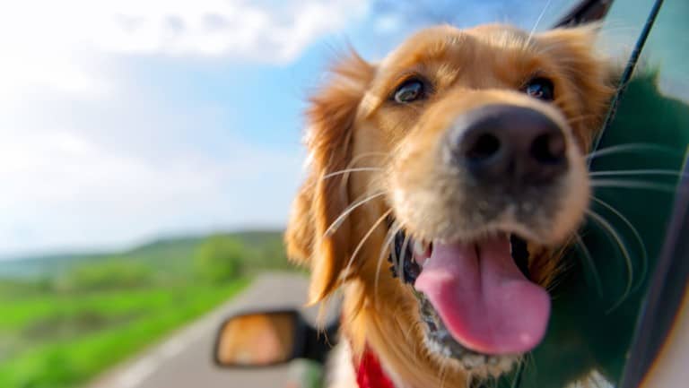 Red dog in car