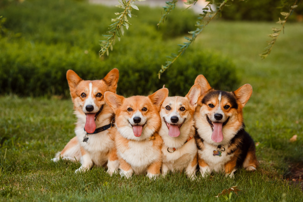 Corgis