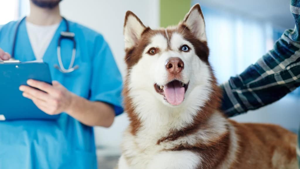 Husky dog lying on vet table with doctor