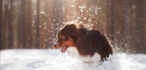 A vibrant dog park bathed in sunlight features abundant greenery with mature trees, offering ample shade for leisurely outdoor activities. In the distance is a well-equipped playground that presents an additional activity area. An inviting picnic table spreads out nearby, ideal for enjoying meals al fresco or taking relaxing breaks from play. A neatly-placed trash bin aids in maintaining the park's cleanliness for everyone's enjoyment. Dominating the scene is a generously wide dirt path gracefully curving through the expanse of grass, promising exploratory walks and lively fetch games.