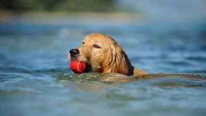 A vibrant dog park bathed in sunlight features abundant greenery with mature trees, offering ample shade for leisurely outdoor activities. In the distance is a well-equipped playground that presents an additional activity area. An inviting picnic table spreads out nearby, ideal for enjoying meals al fresco or taking relaxing breaks from play. A neatly-placed trash bin aids in maintaining the park's cleanliness for everyone's enjoyment. Dominating the scene is a generously wide dirt path gracefully curving through the expanse of grass, promising exploratory walks and lively fetch games.