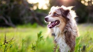 A vibrant dog park bathed in sunlight features abundant greenery with mature trees, offering ample shade for leisurely outdoor activities. In the distance is a well-equipped playground that presents an additional activity area. An inviting picnic table spreads out nearby, ideal for enjoying meals al fresco or taking relaxing breaks from play. A neatly-placed trash bin aids in maintaining the park's cleanliness for everyone's enjoyment. Dominating the scene is a generously wide dirt path gracefully curving through the expanse of grass, promising exploratory walks and lively fetch games.