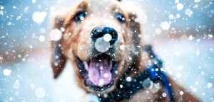 A vibrant dog park bathed in sunlight features abundant greenery with mature trees, offering ample shade for leisurely outdoor activities. In the distance is a well-equipped playground that presents an additional activity area. An inviting picnic table spreads out nearby, ideal for enjoying meals al fresco or taking relaxing breaks from play. A neatly-placed trash bin aids in maintaining the park's cleanliness for everyone's enjoyment. Dominating the scene is a generously wide dirt path gracefully curving through the expanse of grass, promising exploratory walks and lively fetch games.