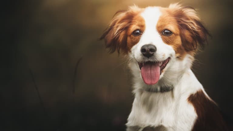 Cute red and white small dog looking into the camera