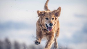 A vibrant dog park bathed in sunlight features abundant greenery with mature trees, offering ample shade for leisurely outdoor activities. In the distance is a well-equipped playground that presents an additional activity area. An inviting picnic table spreads out nearby, ideal for enjoying meals al fresco or taking relaxing breaks from play. A neatly-placed trash bin aids in maintaining the park's cleanliness for everyone's enjoyment. Dominating the scene is a generously wide dirt path gracefully curving through the expanse of grass, promising exploratory walks and lively fetch games.