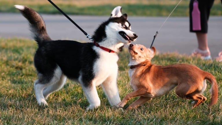 two dogs meeting and playing on a walk