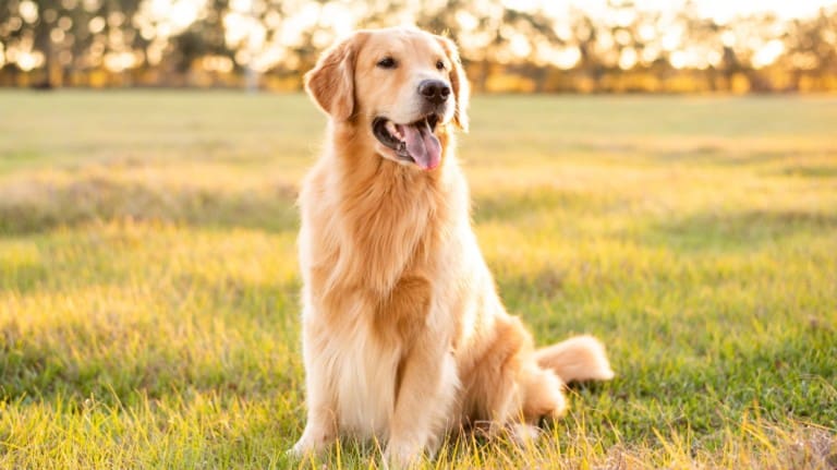 Golden retriever in a grassy field