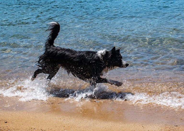 Coon Street Dog Beach