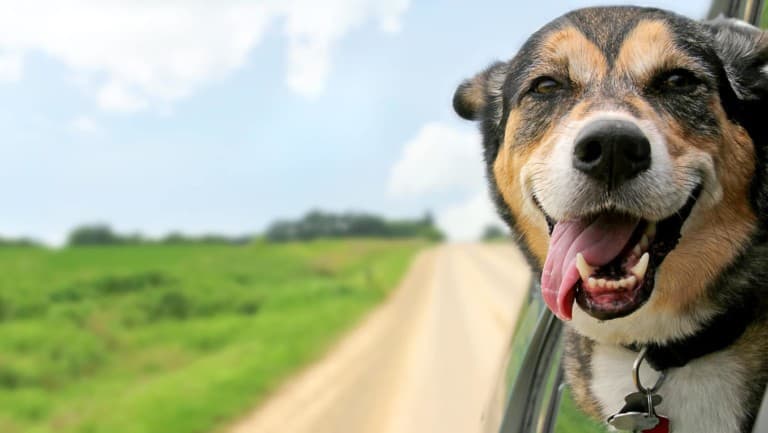 Happy dog hanging out of a car window