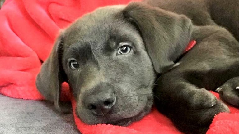 Calistoga Pet Clinic