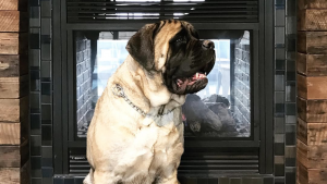 Basecamp Tahoe City dog in room