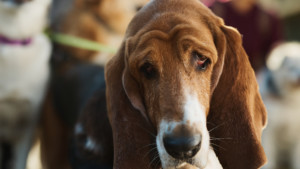 A vibrant dog park bathed in sunlight features abundant greenery with mature trees, offering ample shade for leisurely outdoor activities. In the distance is a well-equipped playground that presents an additional activity area. An inviting picnic table spreads out nearby, ideal for enjoying meals al fresco or taking relaxing breaks from play. A neatly-placed trash bin aids in maintaining the park's cleanliness for everyone's enjoyment. Dominating the scene is a generously wide dirt path gracefully curving through the expanse of grass, promising exploratory walks and lively fetch games.