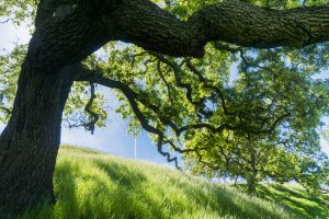 A vibrant dog park bathed in sunlight features abundant greenery with mature trees, offering ample shade for leisurely outdoor activities. In the distance is a well-equipped playground that presents an additional activity area. An inviting picnic table spreads out nearby, ideal for enjoying meals al fresco or taking relaxing breaks from play. A neatly-placed trash bin aids in maintaining the park's cleanliness for everyone's enjoyment. Dominating the scene is a generously wide dirt path gracefully curving through the expanse of grass, promising exploratory walks and lively fetch games.