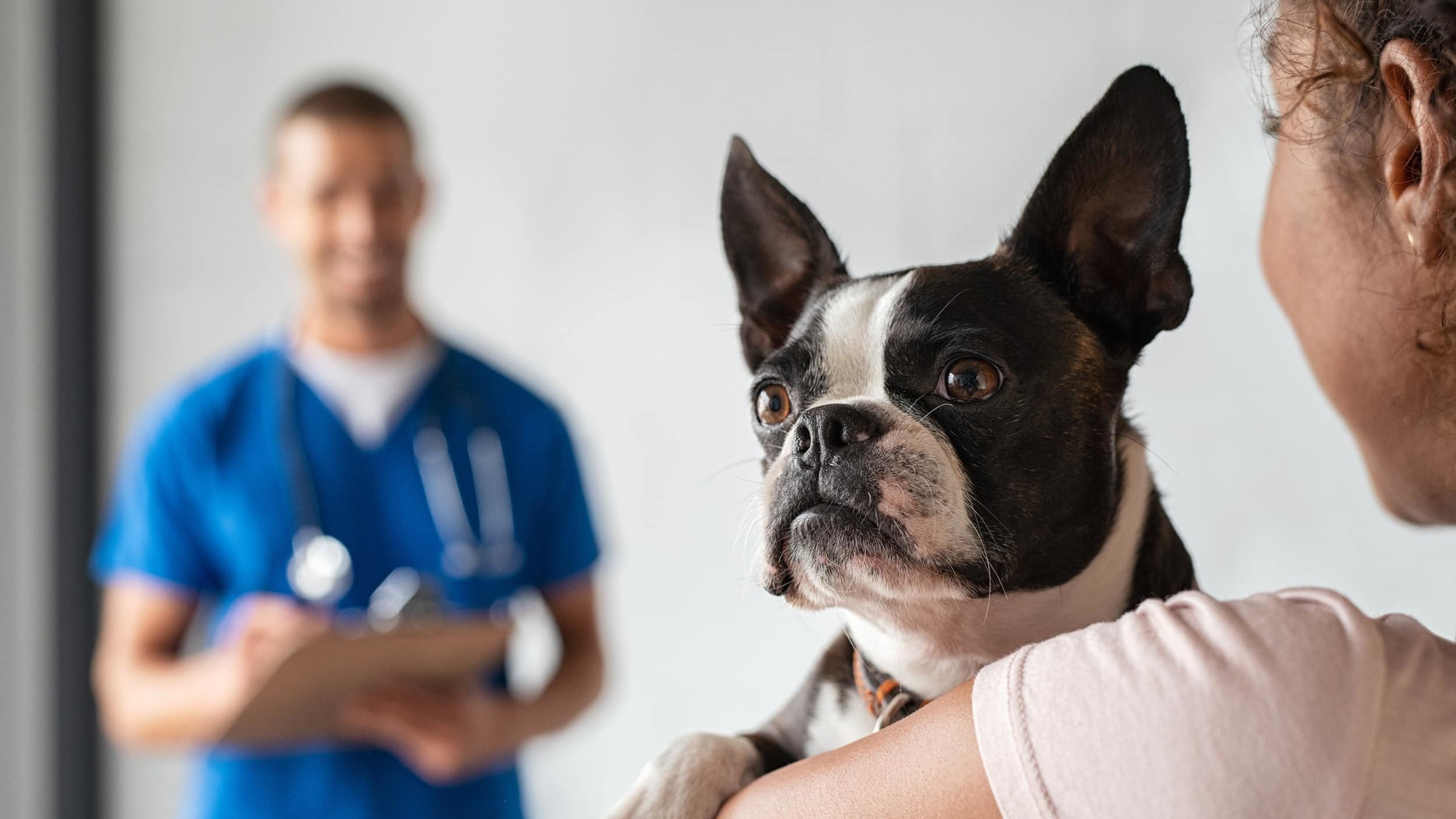 Closeup of cute boston terrier dog at clinic with owner.