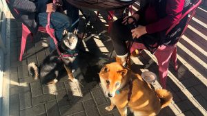 CB's Bistro Lake Tahoe dogs