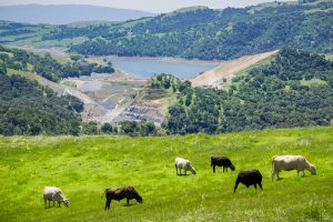 A vibrant dog park bathed in sunlight features abundant greenery with mature trees, offering ample shade for leisurely outdoor activities. In the distance is a well-equipped playground that presents an additional activity area. An inviting picnic table spreads out nearby, ideal for enjoying meals al fresco or taking relaxing breaks from play. A neatly-placed trash bin aids in maintaining the park's cleanliness for everyone's enjoyment. Dominating the scene is a generously wide dirt path gracefully curving through the expanse of grass, promising exploratory walks and lively fetch games.