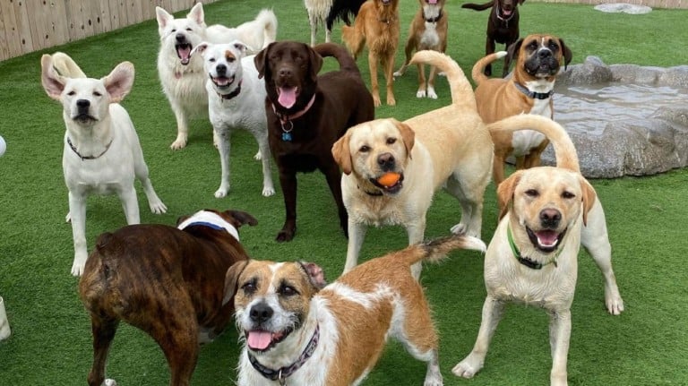 Camp Run-A-Mutt Sorrento Valley