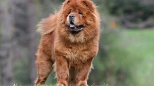 Chow Chow dog