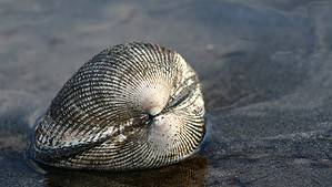 A vibrant dog park bathed in sunlight features abundant greenery with mature trees, offering ample shade for leisurely outdoor activities. In the distance is a well-equipped playground that presents an additional activity area. An inviting picnic table spreads out nearby, ideal for enjoying meals al fresco or taking relaxing breaks from play. A neatly-placed trash bin aids in maintaining the park's cleanliness for everyone's enjoyment. Dominating the scene is a generously wide dirt path gracefully curving through the expanse of grass, promising exploratory walks and lively fetch games.