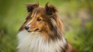 Collie dog stock photo