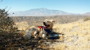 A vibrant dog park bathed in sunlight features abundant greenery with mature trees, offering ample shade for leisurely outdoor activities. In the distance is a well-equipped playground that presents an additional activity area. An inviting picnic table spreads out nearby, ideal for enjoying meals al fresco or taking relaxing breaks from play. A neatly-placed trash bin aids in maintaining the park's cleanliness for everyone's enjoyment. Dominating the scene is a generously wide dirt path gracefully curving through the expanse of grass, promising exploratory walks and lively fetch games.