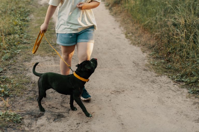 Runyon Canyon Dog Park