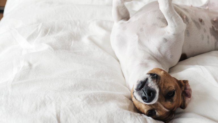 Hyatt House Pleasant Hill