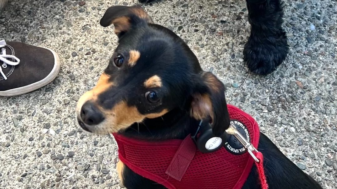 Photo by Peninsula Humane Society & SPCA.