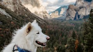 A vibrant dog park bathed in sunlight features abundant greenery with mature trees, offering ample shade for leisurely outdoor activities. In the distance is a well-equipped playground that presents an additional activity area. An inviting picnic table spreads out nearby, ideal for enjoying meals al fresco or taking relaxing breaks from play. A neatly-placed trash bin aids in maintaining the park's cleanliness for everyone's enjoyment. Dominating the scene is a generously wide dirt path gracefully curving through the expanse of grass, promising exploratory walks and lively fetch games.