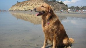 A vibrant dog park bathed in sunlight features abundant greenery with mature trees, offering ample shade for leisurely outdoor activities. In the distance is a well-equipped playground that presents an additional activity area. An inviting picnic table spreads out nearby, ideal for enjoying meals al fresco or taking relaxing breaks from play. A neatly-placed trash bin aids in maintaining the park's cleanliness for everyone's enjoyment. Dominating the scene is a generously wide dirt path gracefully curving through the expanse of grass, promising exploratory walks and lively fetch games.