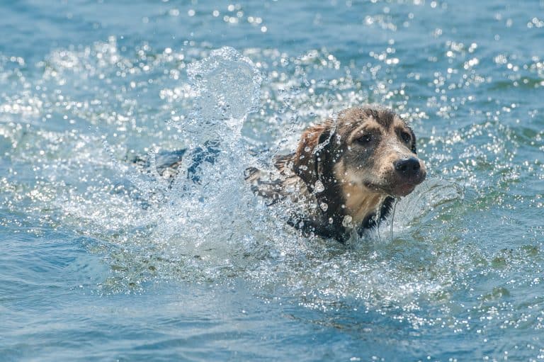 Pebble Beach Dog Beach