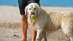 A vibrant dog park bathed in sunlight features abundant greenery with mature trees, offering ample shade for leisurely outdoor activities. In the distance is a well-equipped playground that presents an additional activity area. An inviting picnic table spreads out nearby, ideal for enjoying meals al fresco or taking relaxing breaks from play. A neatly-placed trash bin aids in maintaining the park's cleanliness for everyone's enjoyment. Dominating the scene is a generously wide dirt path gracefully curving through the expanse of grass, promising exploratory walks and lively fetch games.