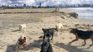 A vibrant dog park bathed in sunlight features abundant greenery with mature trees, offering ample shade for leisurely outdoor activities. In the distance is a well-equipped playground that presents an additional activity area. An inviting picnic table spreads out nearby, ideal for enjoying meals al fresco or taking relaxing breaks from play. A neatly-placed trash bin aids in maintaining the park's cleanliness for everyone's enjoyment. Dominating the scene is a generously wide dirt path gracefully curving through the expanse of grass, promising exploratory walks and lively fetch games.