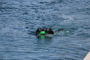 A vibrant dog park bathed in sunlight features abundant greenery with mature trees, offering ample shade for leisurely outdoor activities. In the distance is a well-equipped playground that presents an additional activity area. An inviting picnic table spreads out nearby, ideal for enjoying meals al fresco or taking relaxing breaks from play. A neatly-placed trash bin aids in maintaining the park's cleanliness for everyone's enjoyment. Dominating the scene is a generously wide dirt path gracefully curving through the expanse of grass, promising exploratory walks and lively fetch games.