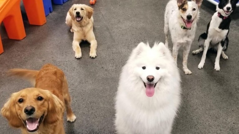 Dogtopia of Anaheim Hills