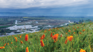 Poppies at East Bay regional park