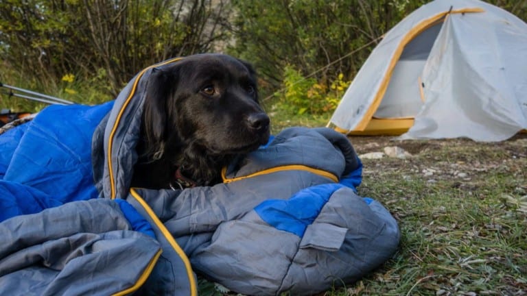Bark for some of our favorite dog-friendly campgrounds