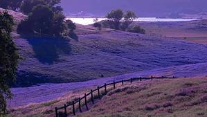 A vibrant dog park bathed in sunlight features abundant greenery with mature trees, offering ample shade for leisurely outdoor activities. In the distance is a well-equipped playground that presents an additional activity area. An inviting picnic table spreads out nearby, ideal for enjoying meals al fresco or taking relaxing breaks from play. A neatly-placed trash bin aids in maintaining the park's cleanliness for everyone's enjoyment. Dominating the scene is a generously wide dirt path gracefully curving through the expanse of grass, promising exploratory walks and lively fetch games.
