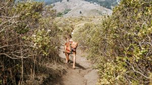 A vibrant dog park bathed in sunlight features abundant greenery with mature trees, offering ample shade for leisurely outdoor activities. In the distance is a well-equipped playground that presents an additional activity area. An inviting picnic table spreads out nearby, ideal for enjoying meals al fresco or taking relaxing breaks from play. A neatly-placed trash bin aids in maintaining the park's cleanliness for everyone's enjoyment. Dominating the scene is a generously wide dirt path gracefully curving through the expanse of grass, promising exploratory walks and lively fetch games.
