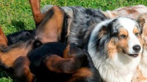 A vibrant dog park bathed in sunlight features abundant greenery with mature trees, offering ample shade for leisurely outdoor activities. In the distance is a well-equipped playground that presents an additional activity area. An inviting picnic table spreads out nearby, ideal for enjoying meals al fresco or taking relaxing breaks from play. A neatly-placed trash bin aids in maintaining the park's cleanliness for everyone's enjoyment. Dominating the scene is a generously wide dirt path gracefully curving through the expanse of grass, promising exploratory walks and lively fetch games.