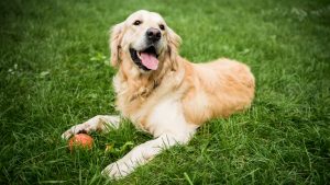 Golden Retriever. Photo by NORCAL Golden Retriever rescue.