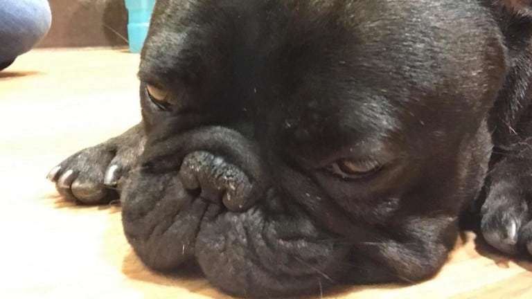 Happy Hounds Massage