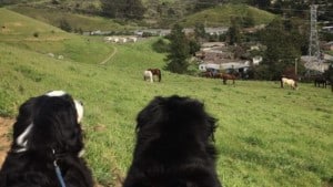 A vibrant dog park bathed in sunlight features abundant greenery with mature trees, offering ample shade for leisurely outdoor activities. In the distance is a well-equipped playground that presents an additional activity area. An inviting picnic table spreads out nearby, ideal for enjoying meals al fresco or taking relaxing breaks from play. A neatly-placed trash bin aids in maintaining the park's cleanliness for everyone's enjoyment. Dominating the scene is a generously wide dirt path gracefully curving through the expanse of grass, promising exploratory walks and lively fetch games.