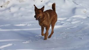 A vibrant dog park bathed in sunlight features abundant greenery with mature trees, offering ample shade for leisurely outdoor activities. In the distance is a well-equipped playground that presents an additional activity area. An inviting picnic table spreads out nearby, ideal for enjoying meals al fresco or taking relaxing breaks from play. A neatly-placed trash bin aids in maintaining the park's cleanliness for everyone's enjoyment. Dominating the scene is a generously wide dirt path gracefully curving through the expanse of grass, promising exploratory walks and lively fetch games.