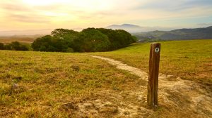 A vibrant dog park bathed in sunlight features abundant greenery with mature trees, offering ample shade for leisurely outdoor activities. In the distance is a well-equipped playground that presents an additional activity area. An inviting picnic table spreads out nearby, ideal for enjoying meals al fresco or taking relaxing breaks from play. A neatly-placed trash bin aids in maintaining the park's cleanliness for everyone's enjoyment. Dominating the scene is a generously wide dirt path gracefully curving through the expanse of grass, promising exploratory walks and lively fetch games.