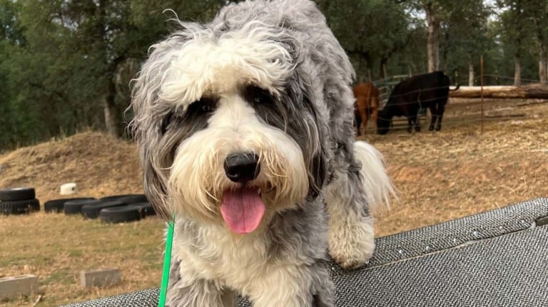 Koru K9 Dog Training and Rehabilitation