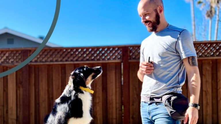 Koru K9 Dog Training and Rehabilitation